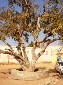 Tree 1